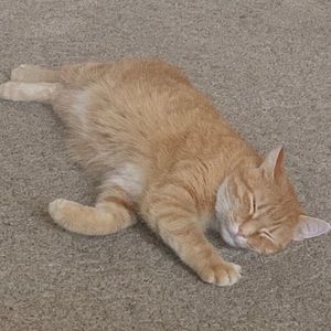 Meet your Posher, Delia